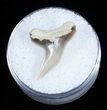 Fossil Tiger Shark Tooth - Lee Creek Mine #3729-1